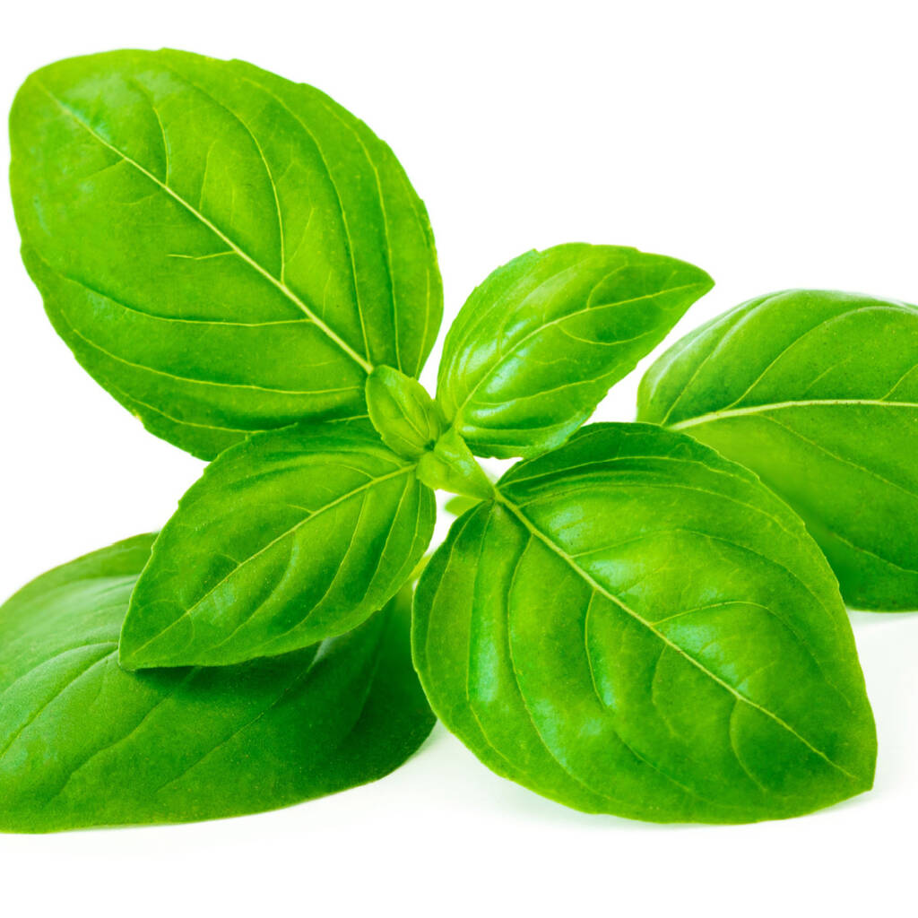 Basil Leaves