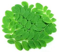 DRUMSTICK LEAVES