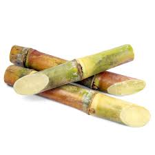 SUGAR CANE (PRE ORDER)