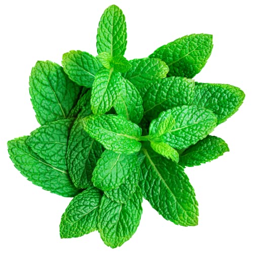 MINT LEAVES