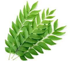 CURRY LEAVES