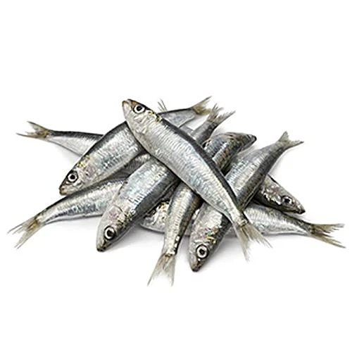 Marine Sardine CLNDv600gm