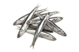 Anchovy H/L Small 600gm