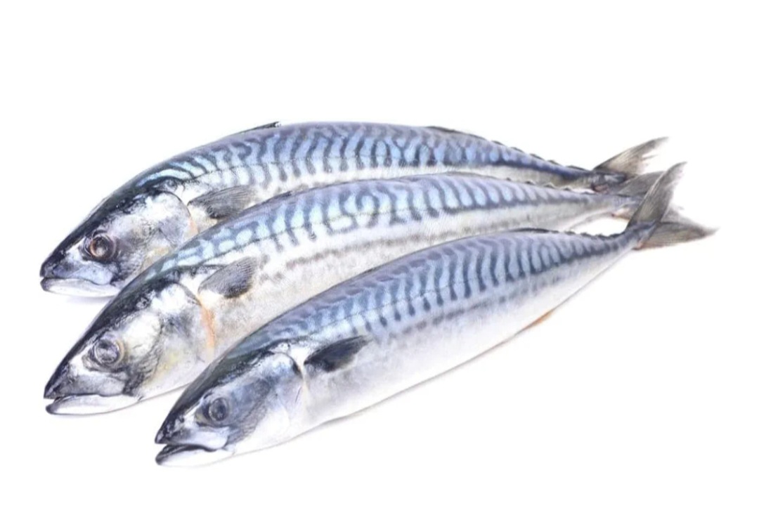 INDIAN MACKEREL