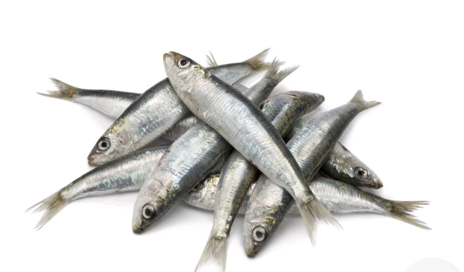 INDIAN SARDINE