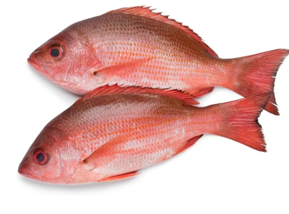 RED SNAPPER