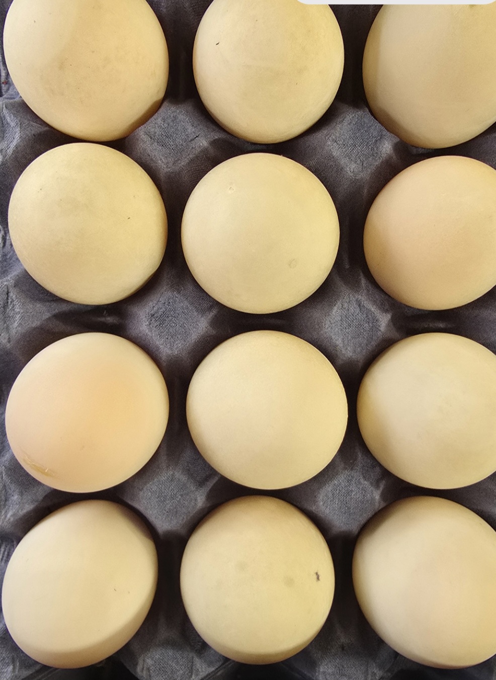 DUCK EGG