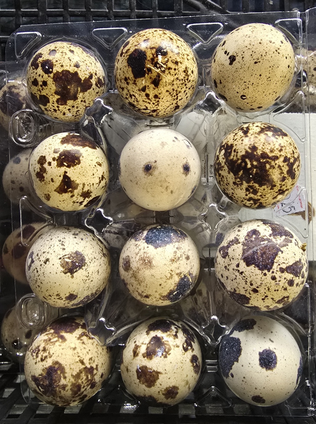 QUIAL EGG