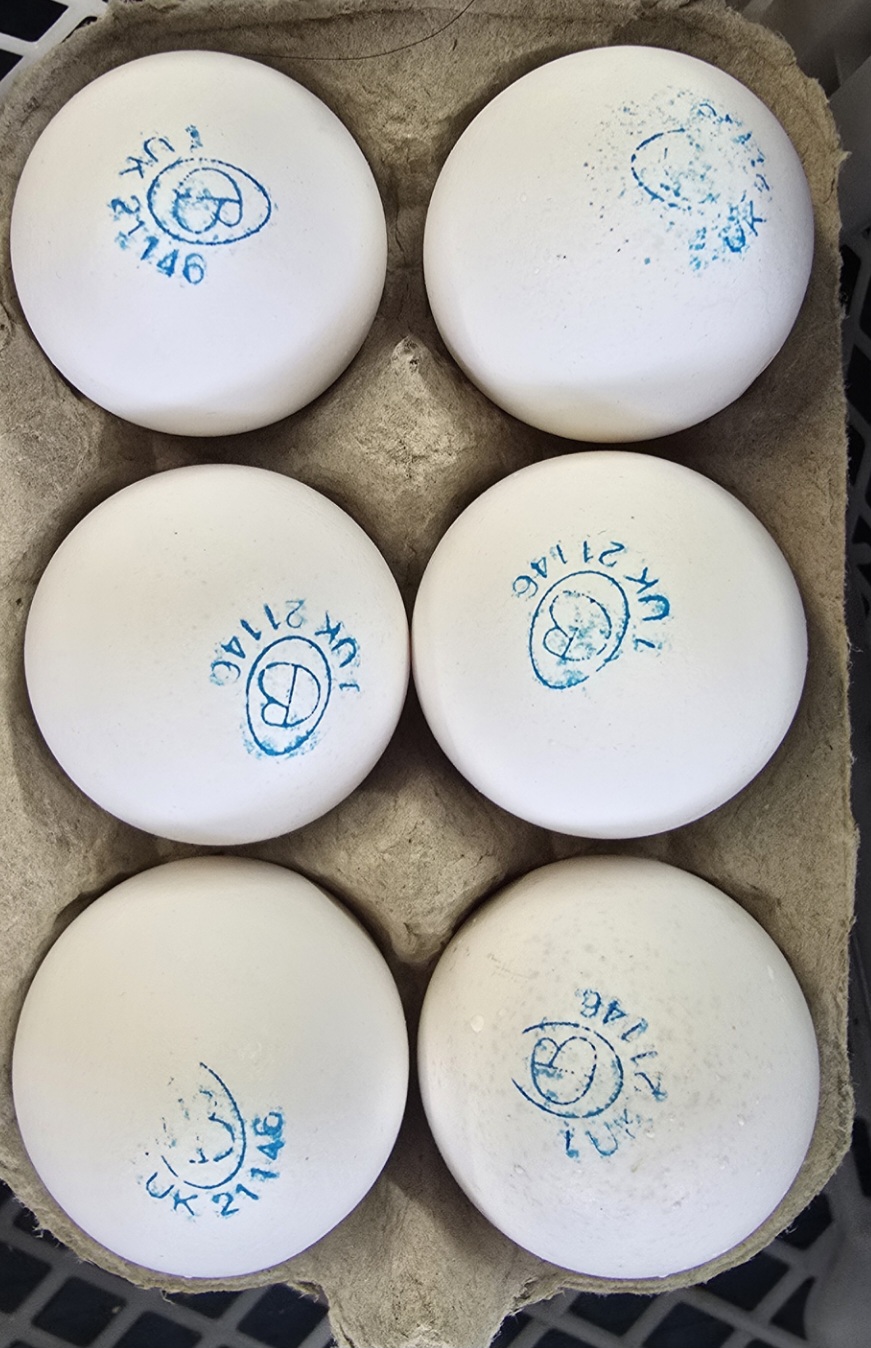 CHICKEN WHITE EGG