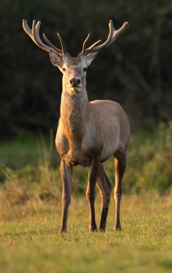 WILD DEER