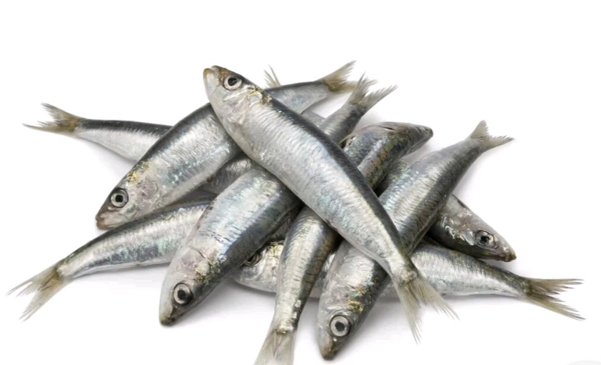 FROZEN SARDINE
