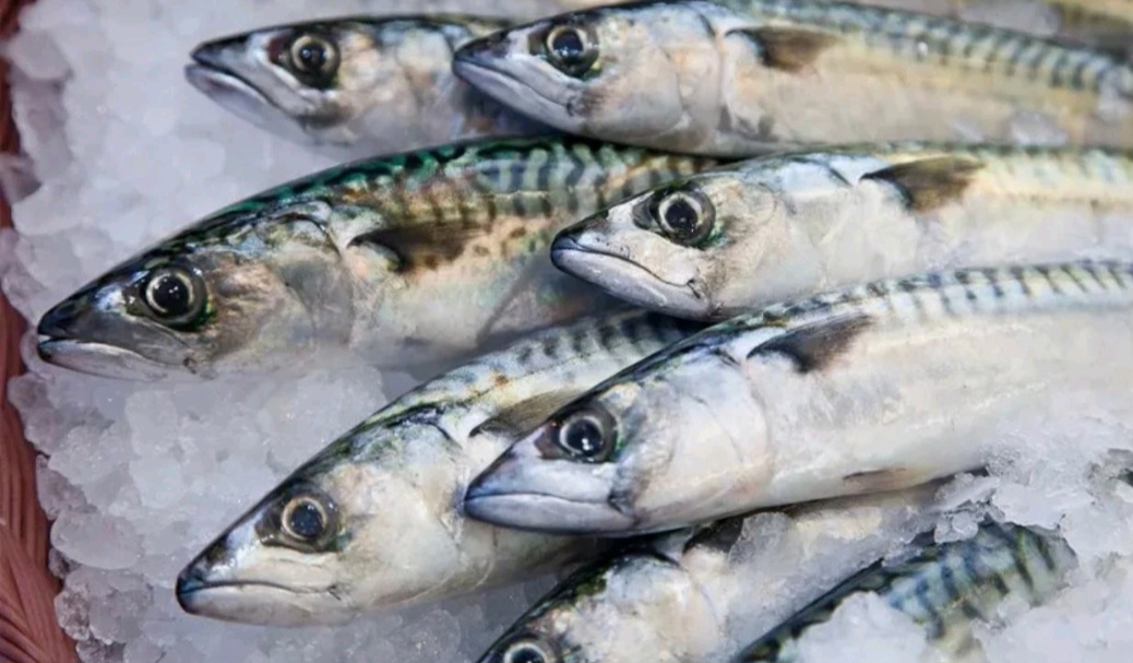 INDIAN MACKEREL FROZEN