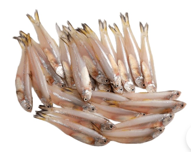 ANCHOVY FROZEN PACK